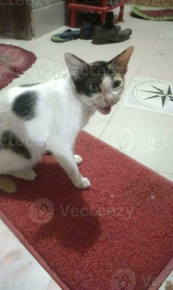 uma doméstico gatinha com fome para Comida foto