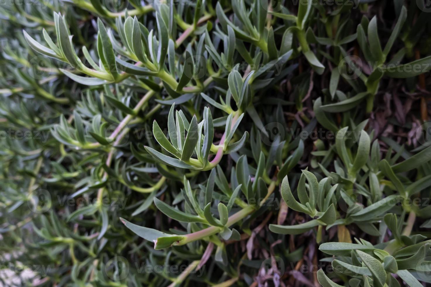 cacto verde com ramos foto