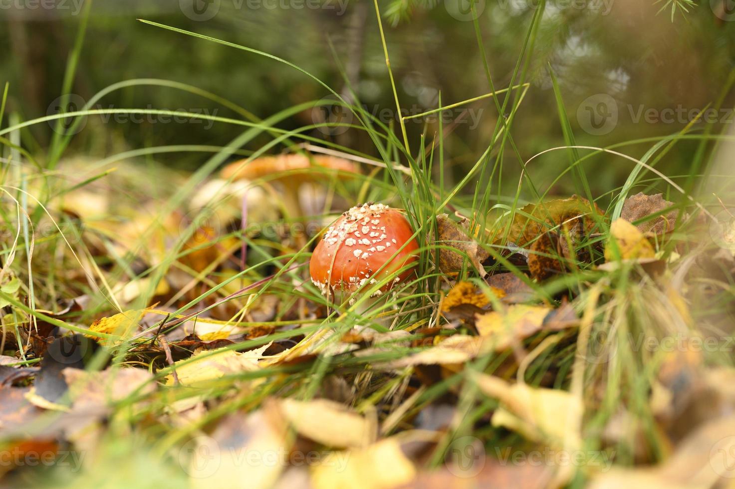 outono cogumelo mosca agaric amanita muscaria medicina alternativa foto