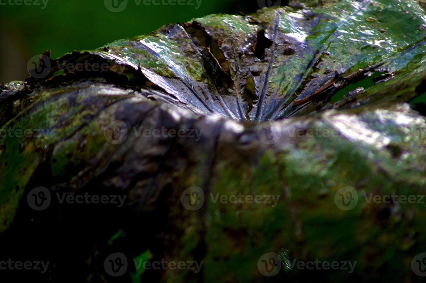 a folha murcha da planta de lótus na sombra foto