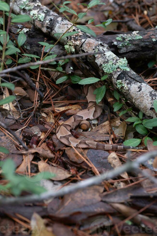 uma Castanho serpente mentiras parcialmente escondido de Gravetos e folhas. foto