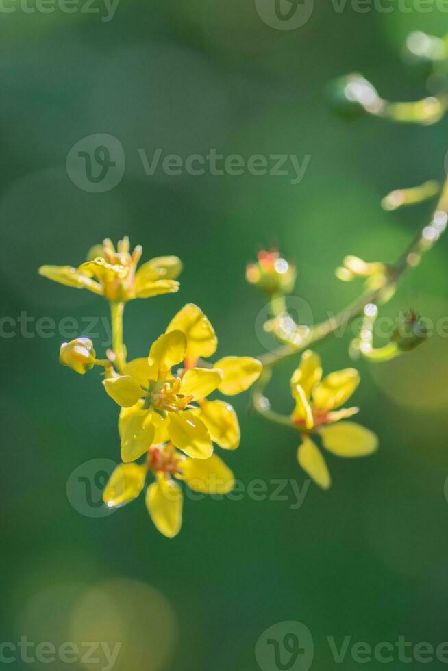 vertical imagem do amarelo flores crescendo em uma solteiro haste contra uma borrado, verde fundo. foto