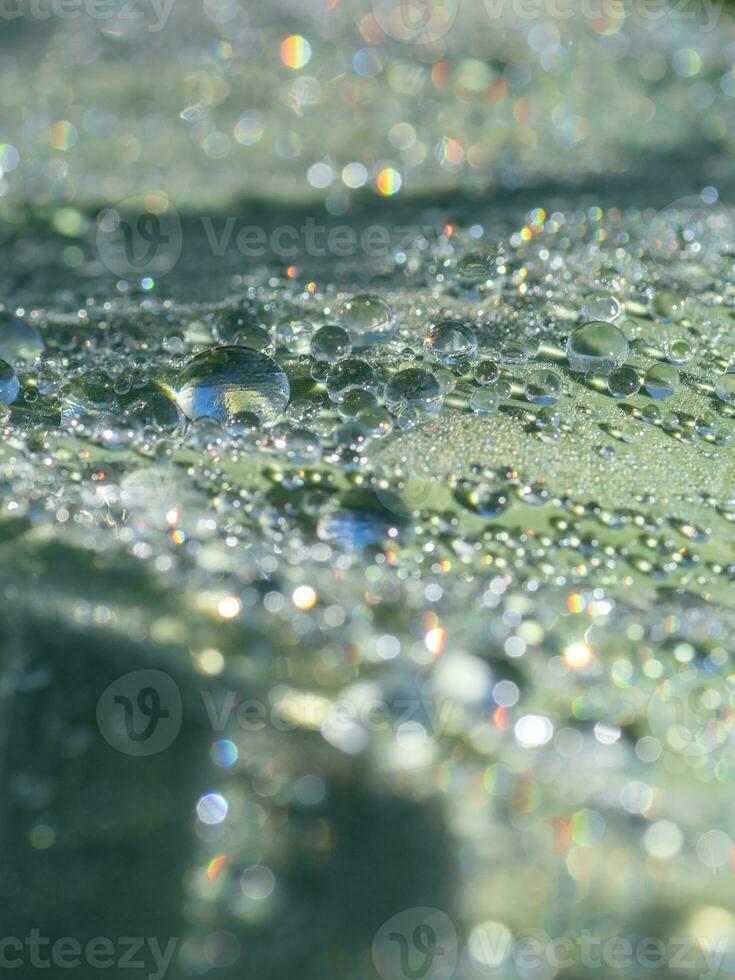 fechar-se do água gotas em uma plantar dentro a jardim. foto