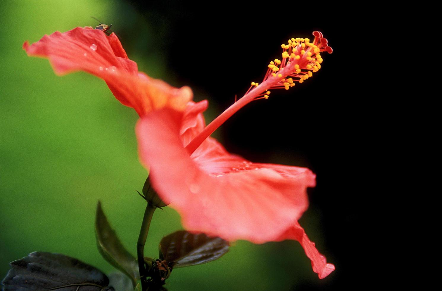 caneta rosa com pólen amarelo foto