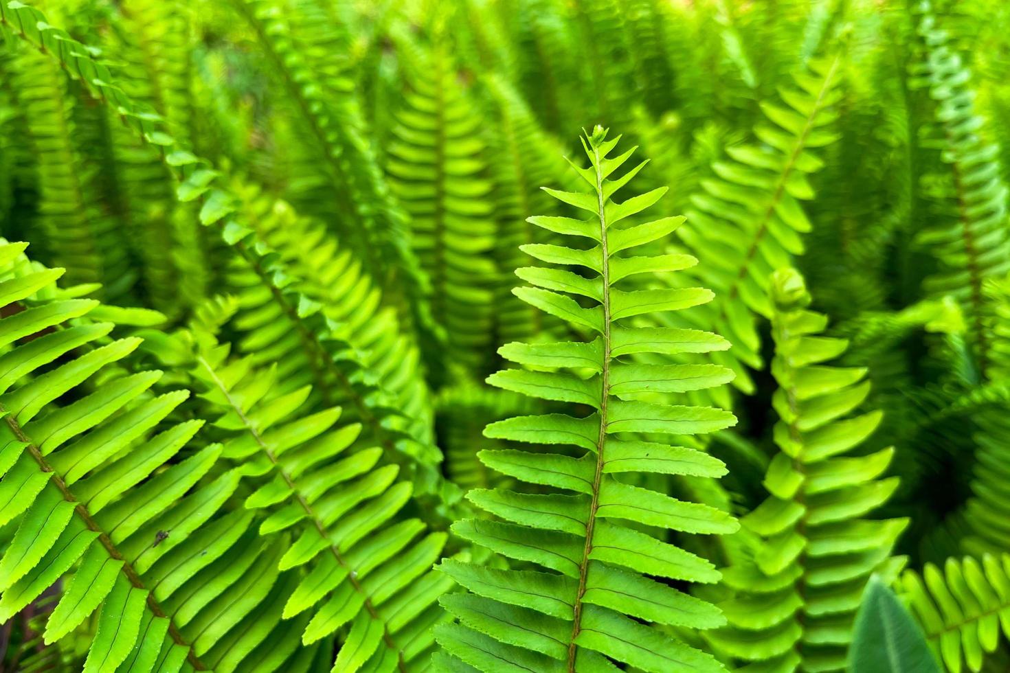 imagem de foto de close up de folhas de samambaia-espada