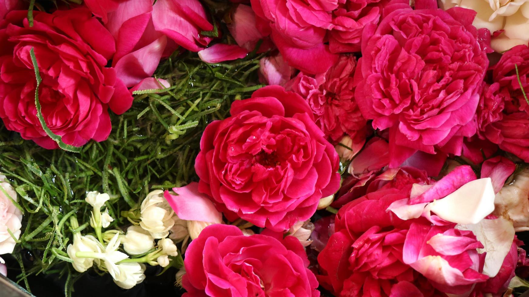 close up rosas vermelhas são usadas para eventos tradicionais foto