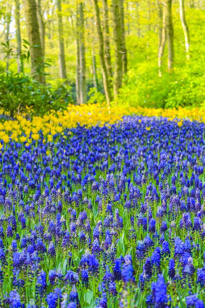 campanários azuis uva jacinto tulipas amarelas keukenhof holanda. foto