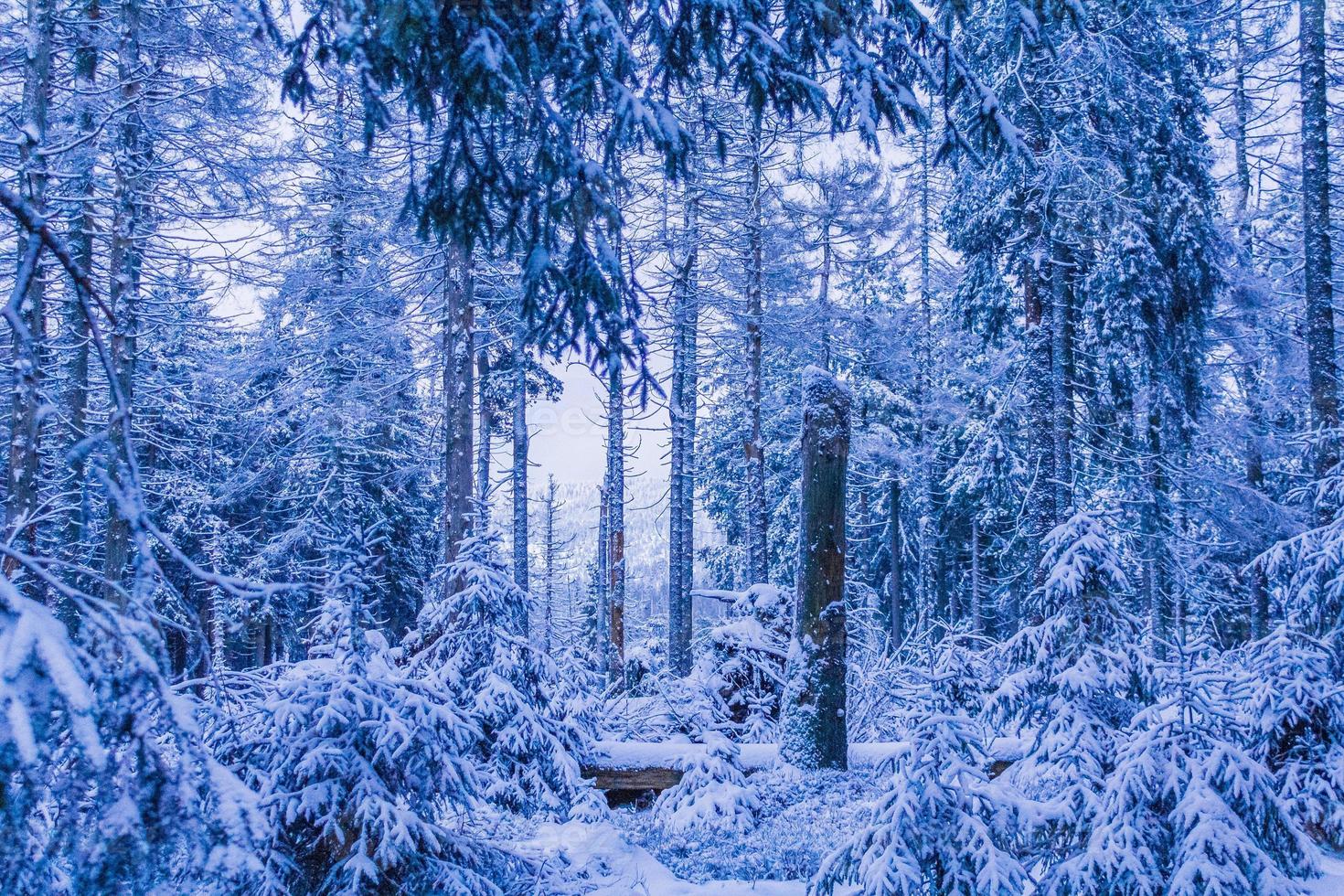 paisagem da floresta à noite gelada abetos brocken montanha Alemanha. foto