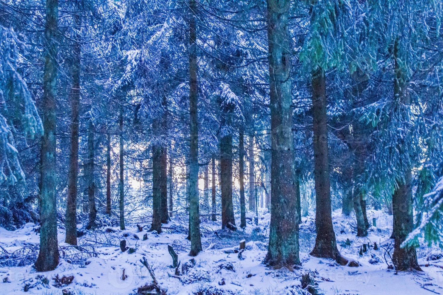 pôr do sol entre nevado em pinheiros gelados brocken harz alemanha foto