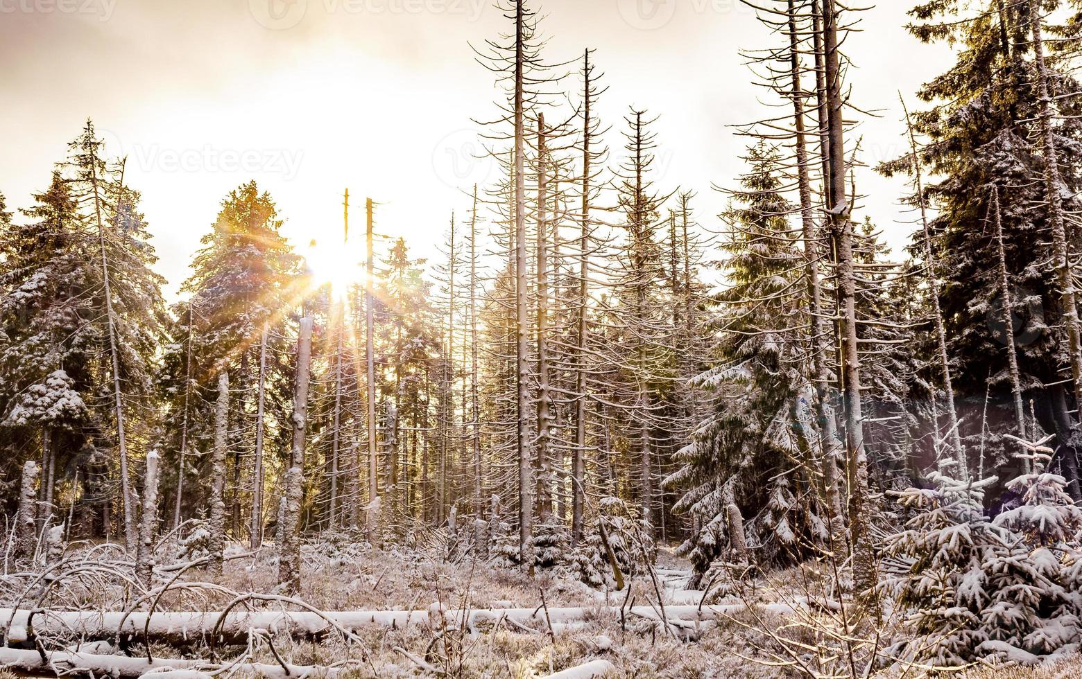 sol na floresta morrendo nevou na paisagem de brocken harz alemanha foto