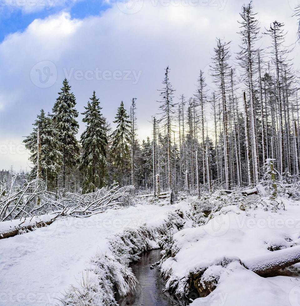 nevou em pinheiros paisagem de vapor brocken mountain harz alemanha foto