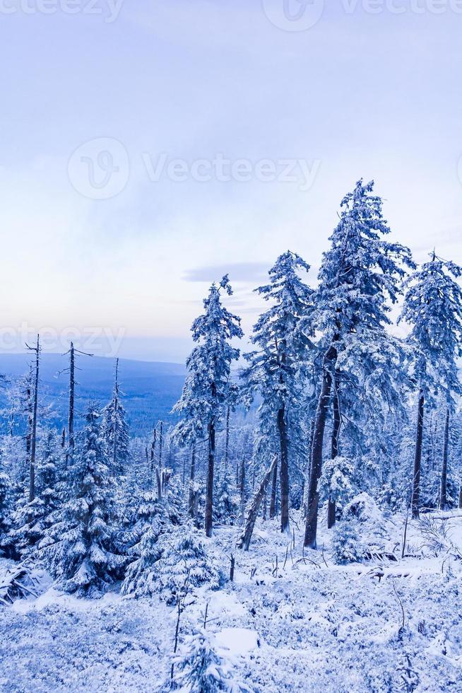 paisagem da floresta à noite gelada abetos brocken montanha Alemanha. foto