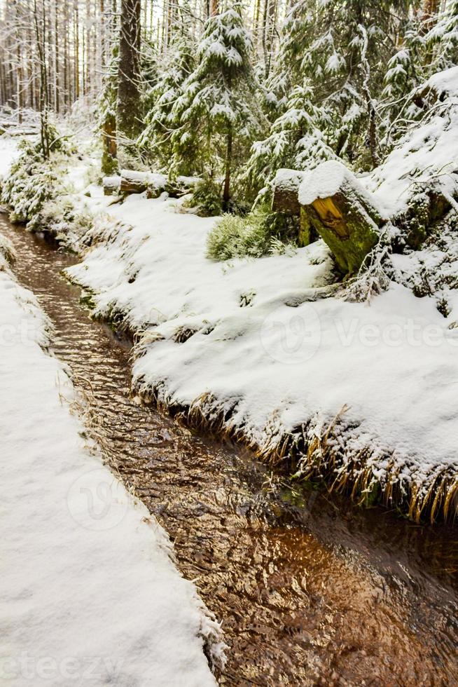 nevou em pinheiros paisagem de vapor brocken mountain harz alemanha foto