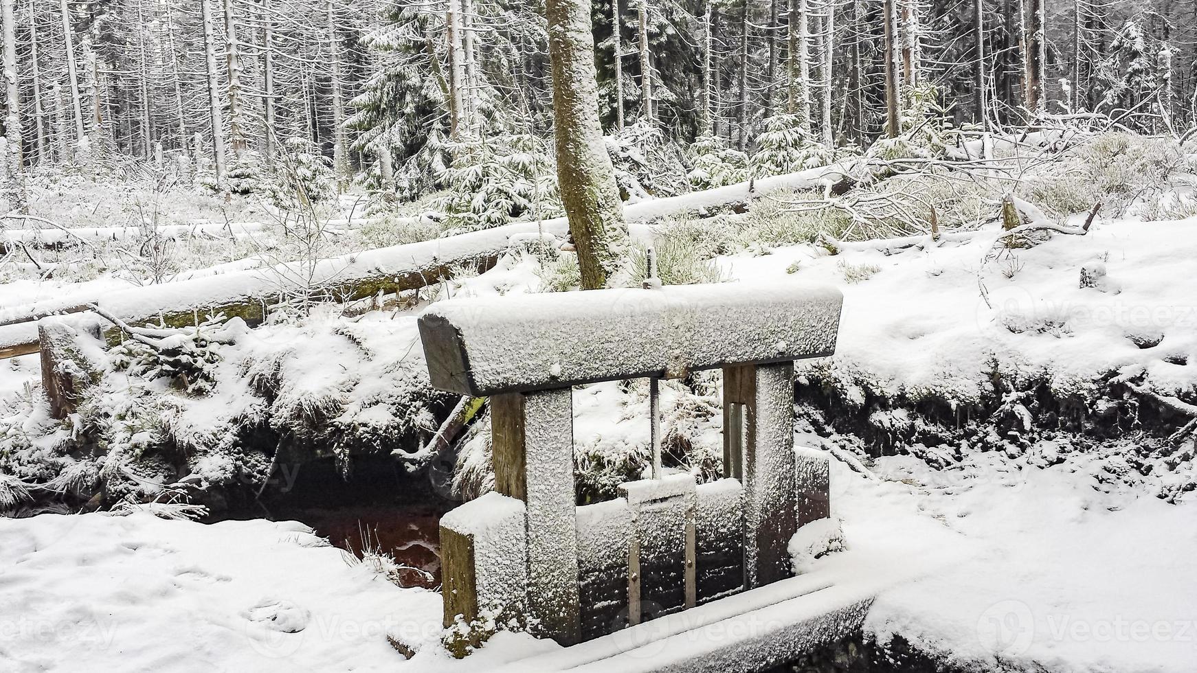 nevou em pinheiros paisagem de vapor brocken mountain harz alemanha foto