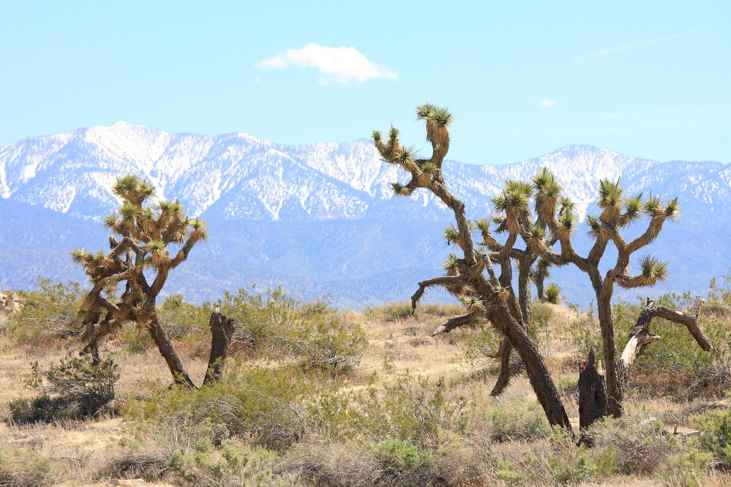 deserto e montanhas nevadas nos arredores de los angeles foto