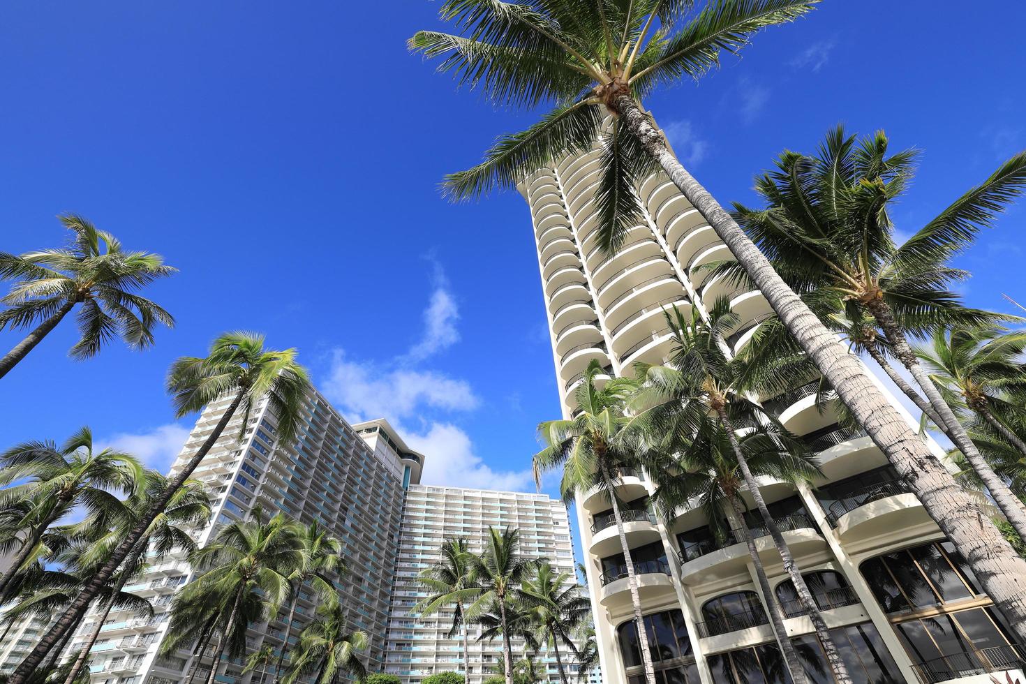 hotéis de luxo e palmeiras na praia de waikiki, havaí foto