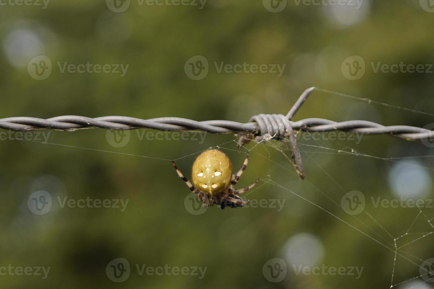 aranha na teia foto