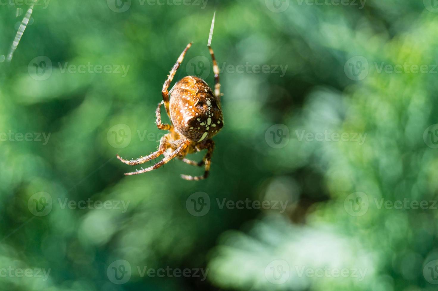 aranha na teia foto