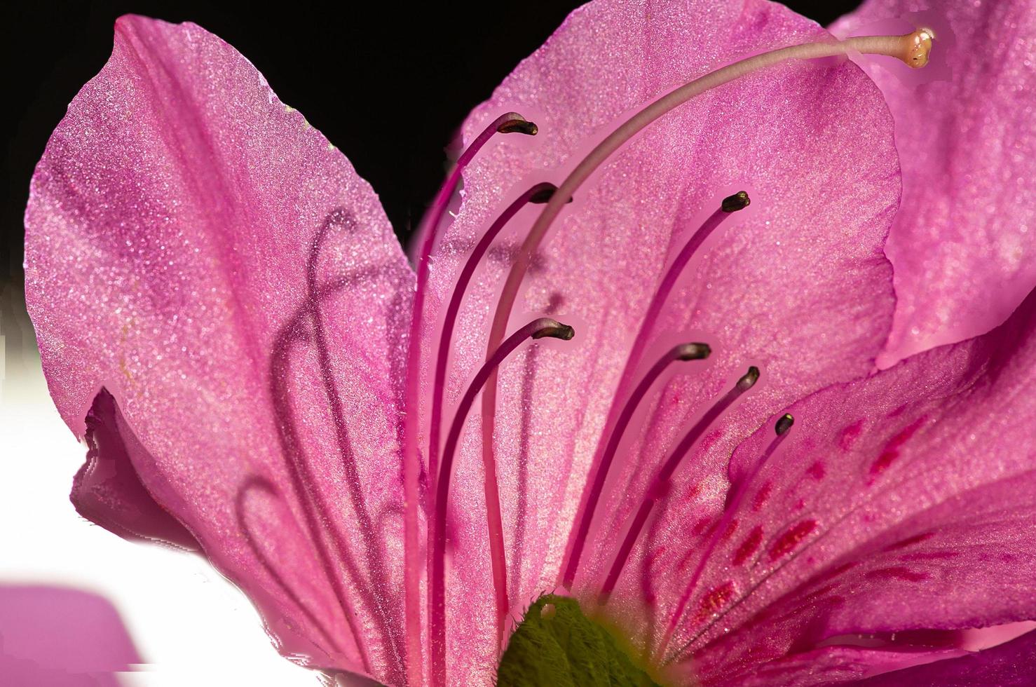 flor rosa com estames e pistilos foto