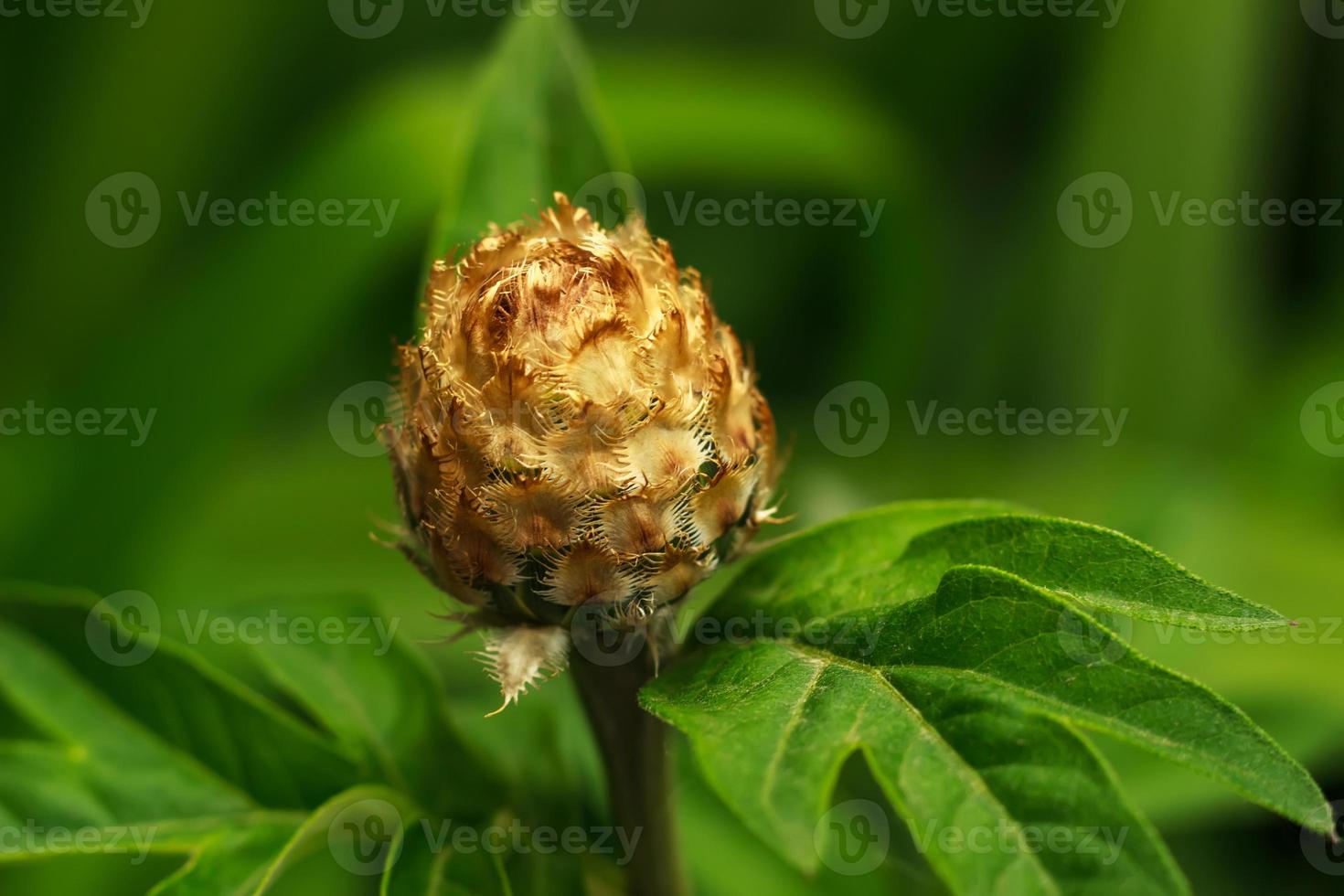 centaurea jace em um verde foto