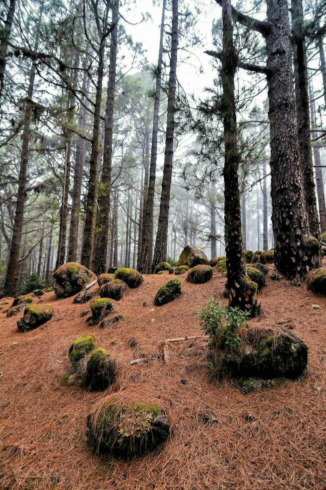 uma floresta com musgoso pedras e árvores foto