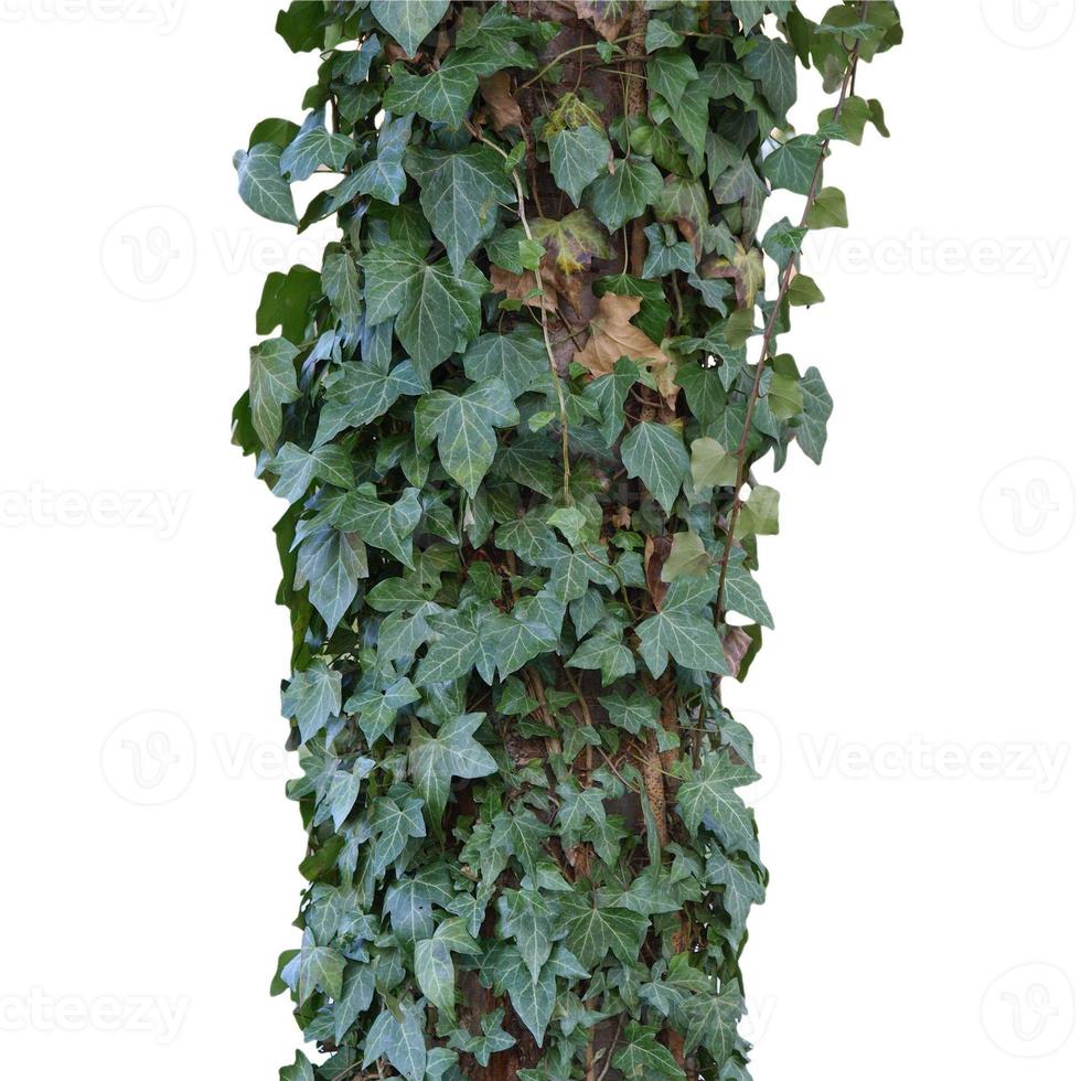 planta ivy isolada sobre o branco foto