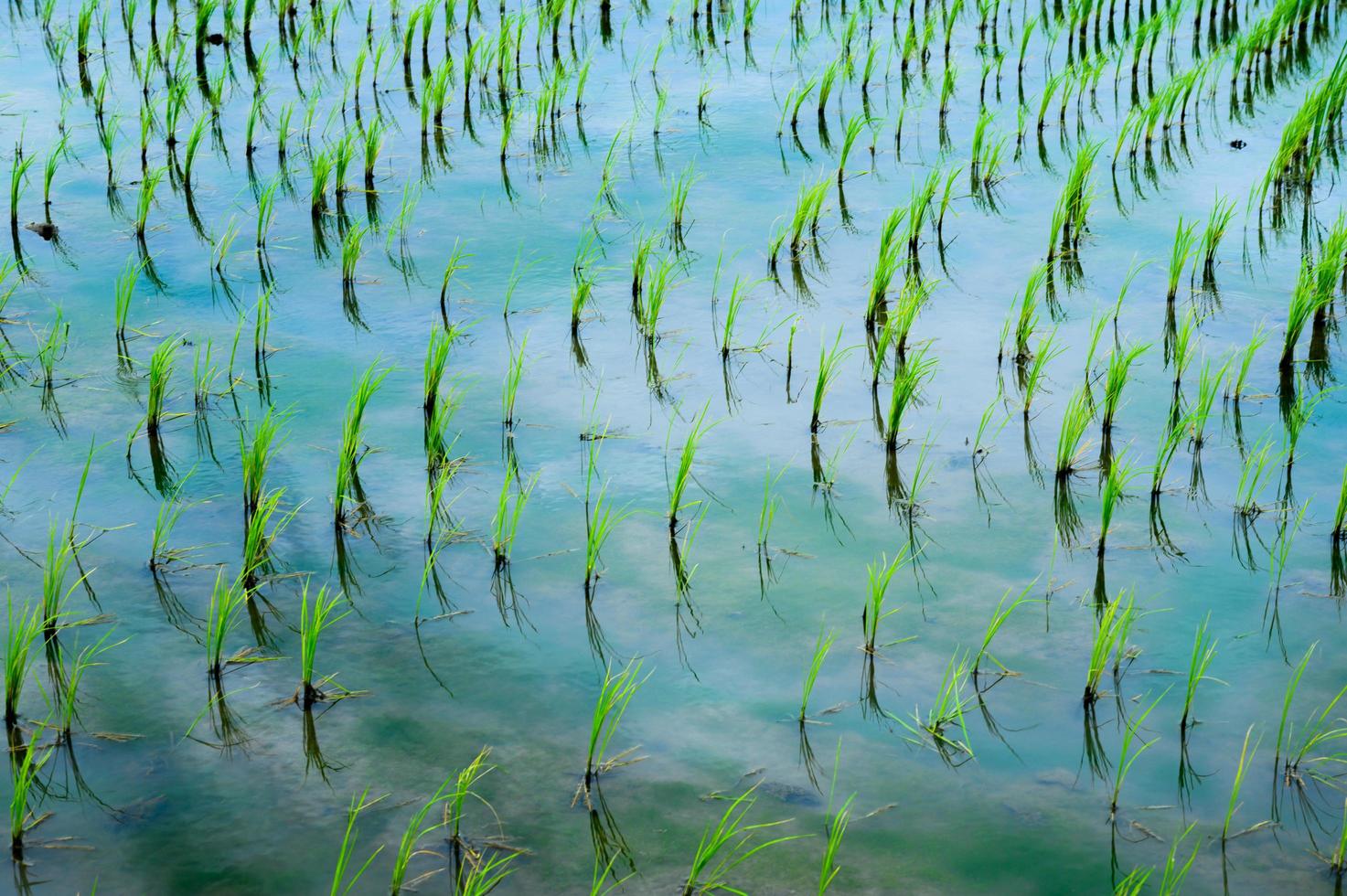 lindo arrozal verde orgânico foto