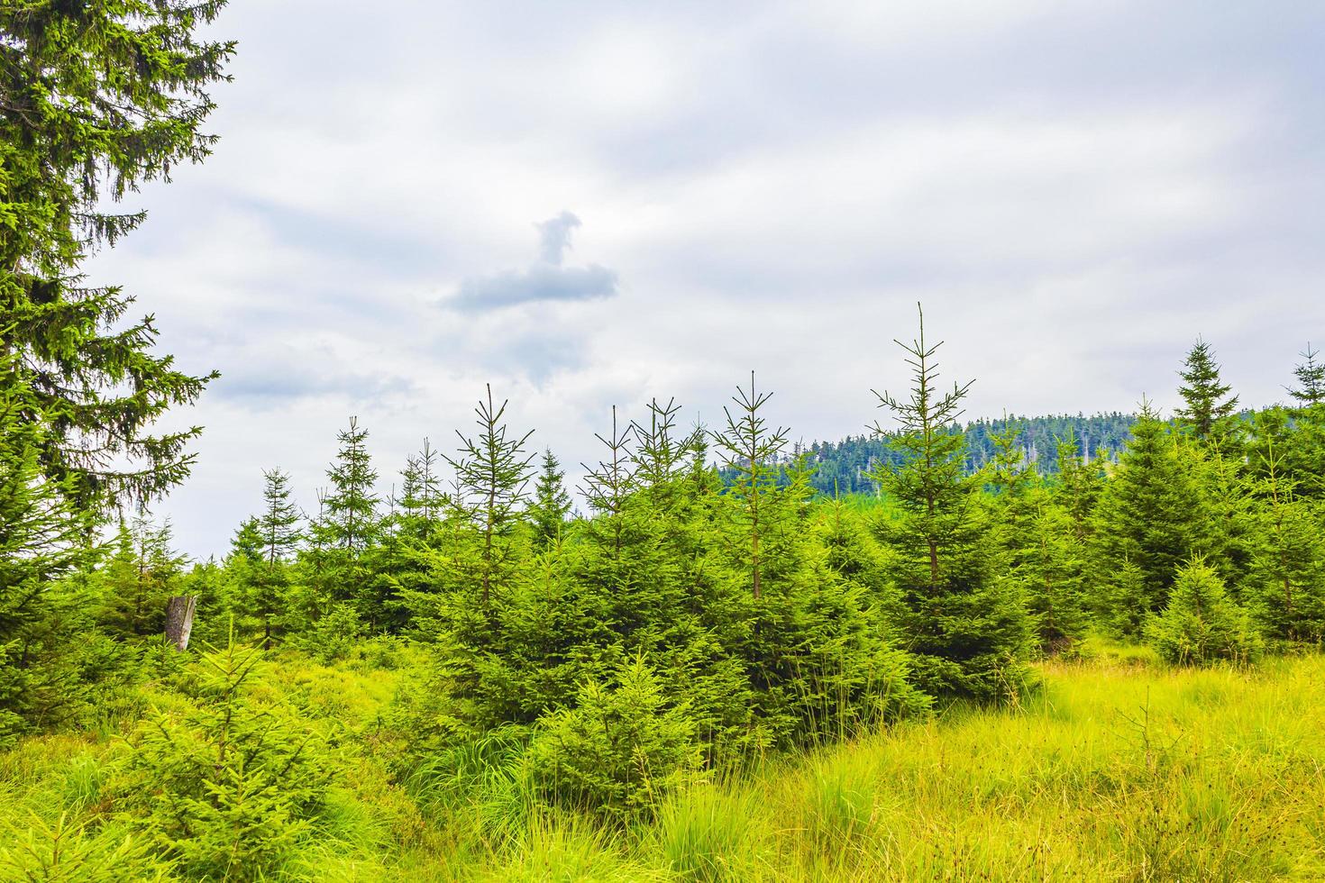 floresta panorama abetos no pico da montanha de brocken harz alemanha foto