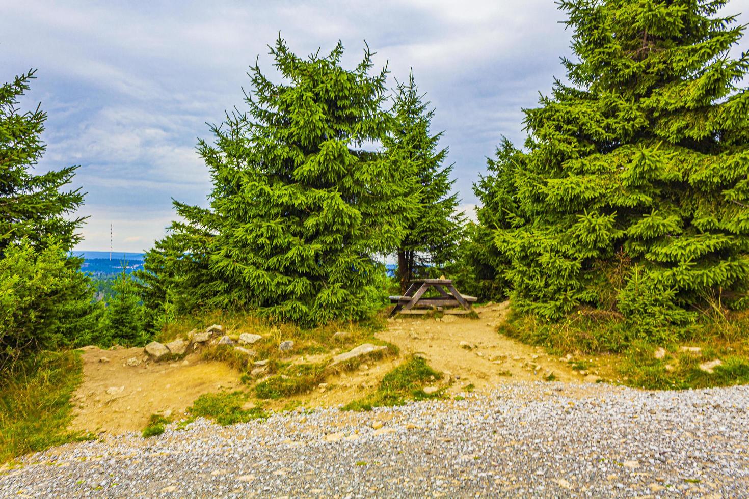 floresta com abetos no pico da montanha brocken harz alemanha foto