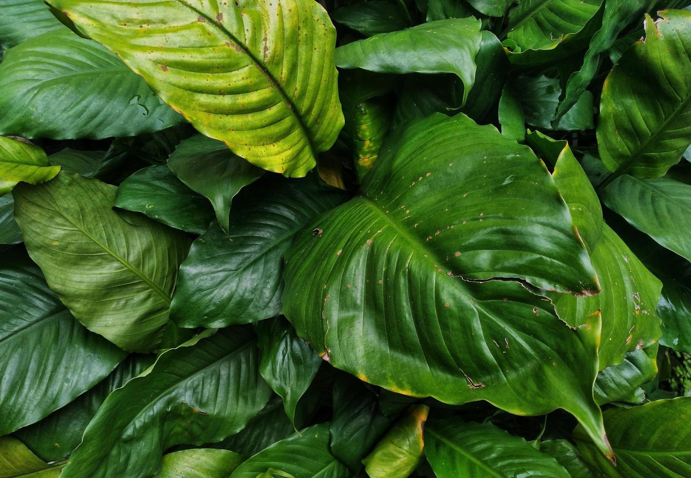 folhas de plantas ornamentais na Indonésia tropical foto