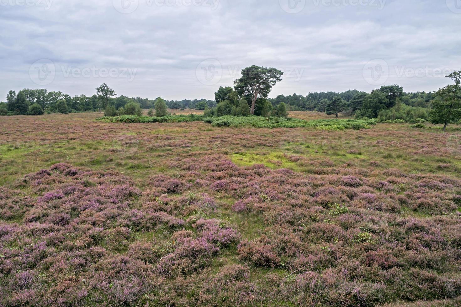 floração de urze em skipwith common, north yorkshire, inglaterra foto