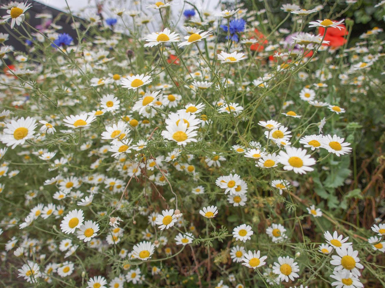 camomila planta chamaemelum flor branca foto