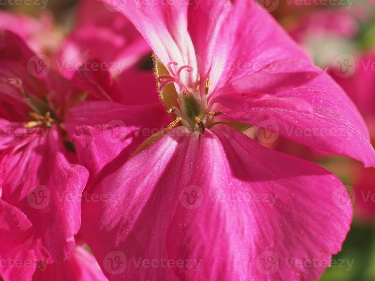 flor de gerânio rosa foto