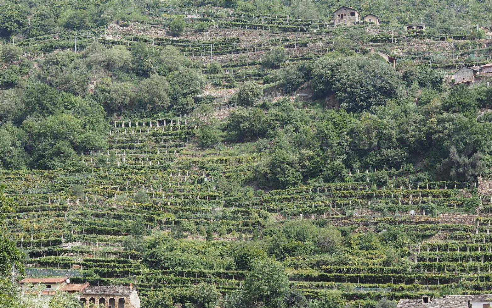 vinha, plantação de videira no vale dos aosta, itália foto