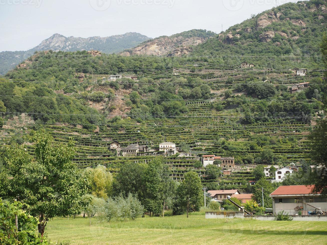 vinhedo no vale dos aosta, itália foto