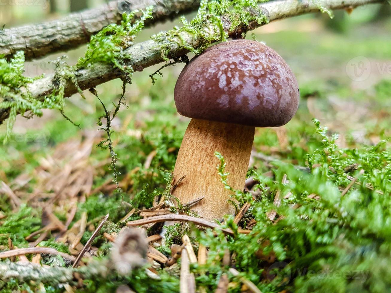 cogumelos no chão de uma floresta foto