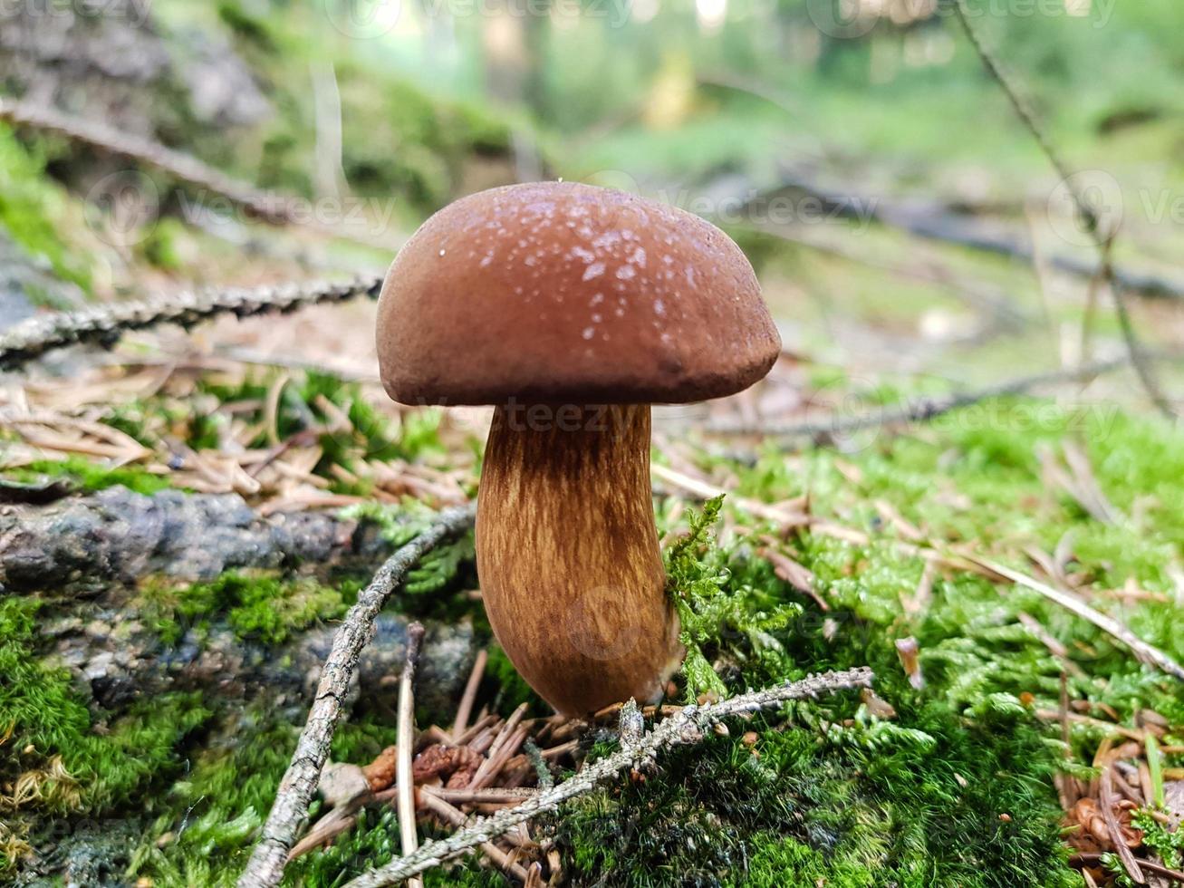 cogumelos no chão de uma floresta foto