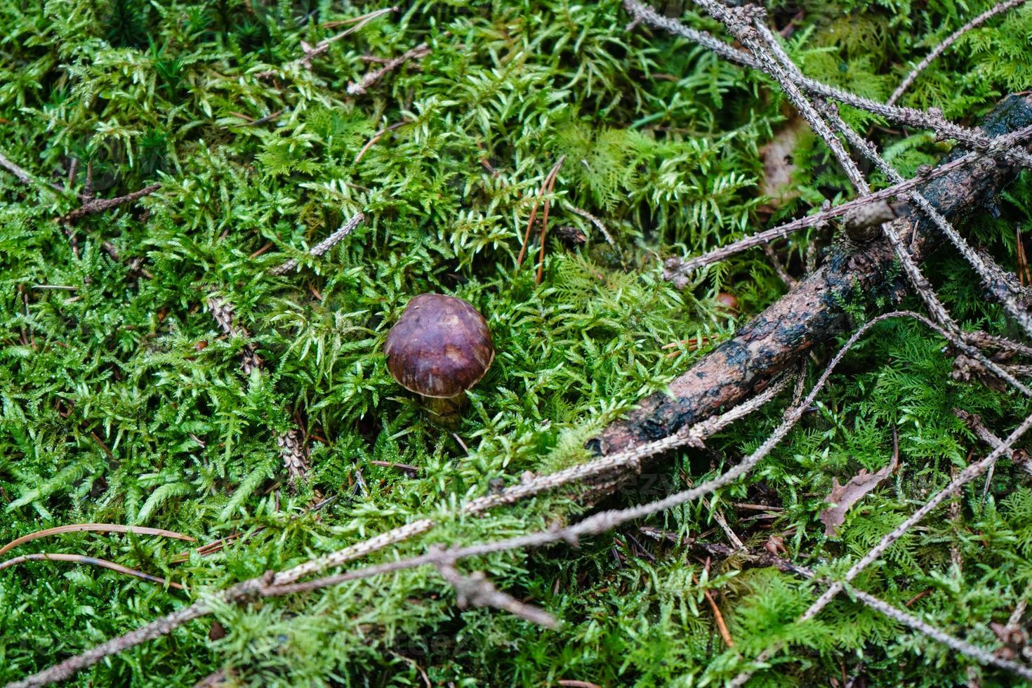 cogumelos no chão de uma floresta foto