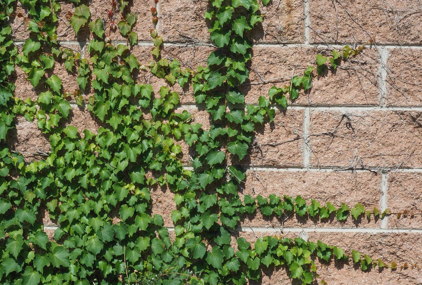 fundo de planta de hera foto