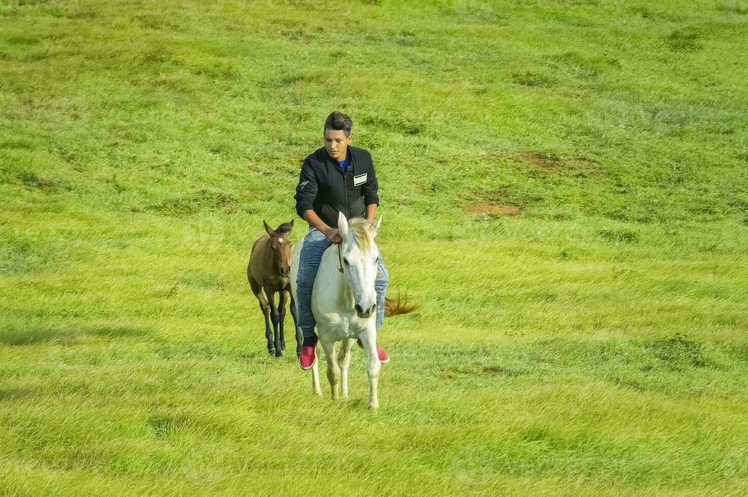 jovem homem dentro a campo equitação cavalo, uma homem equitação cavalo dentro a campo e apontando, equitação uma lindo cavalo dentro a campo foto