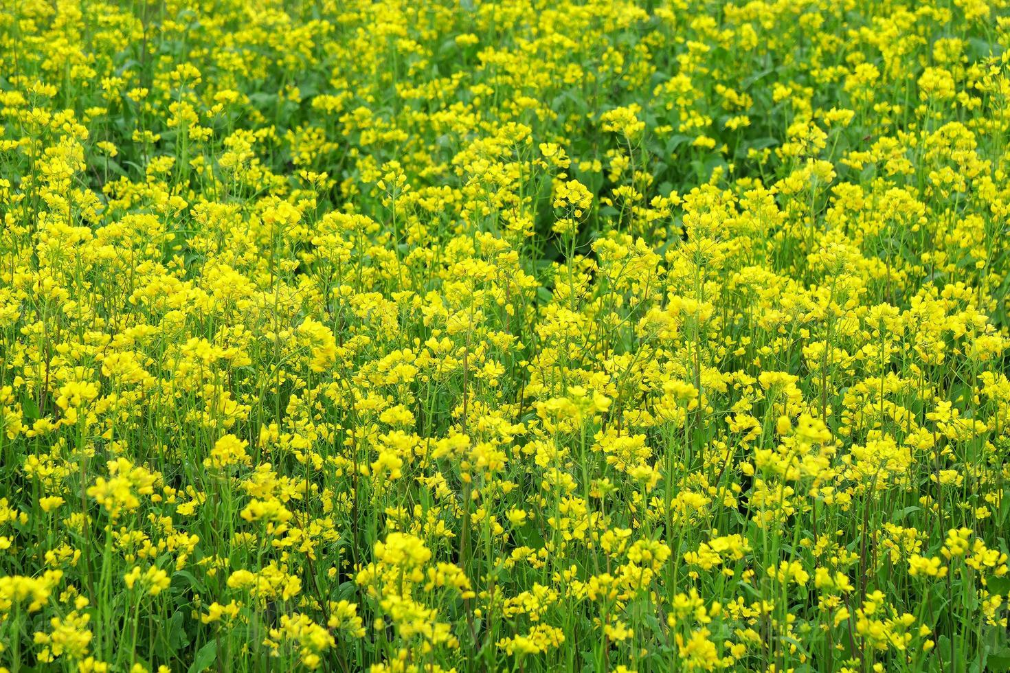 Imagem de fundo de flor de estupro amarela na província de Qinghai, China foto