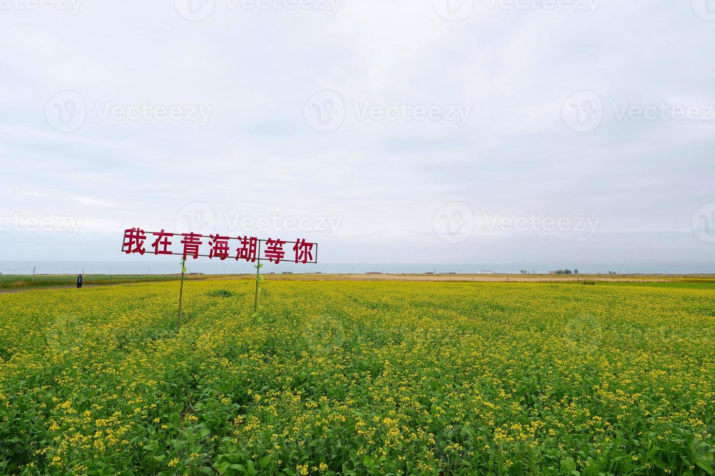 campo de flores de estupro e céu nublado na província de qinghai, china foto