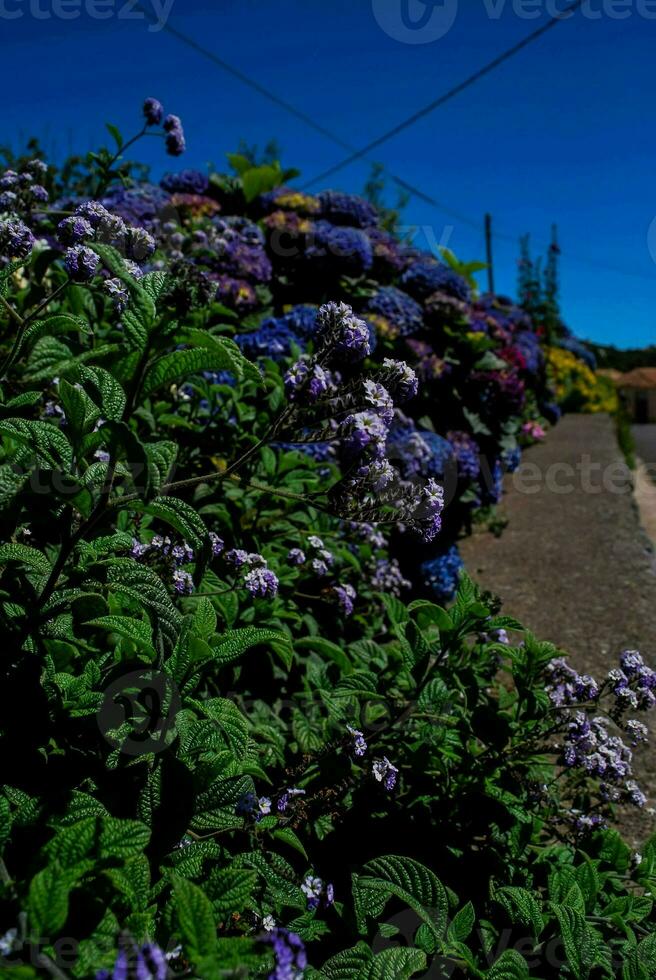 roxa flores e azul céu dentro a fundo foto