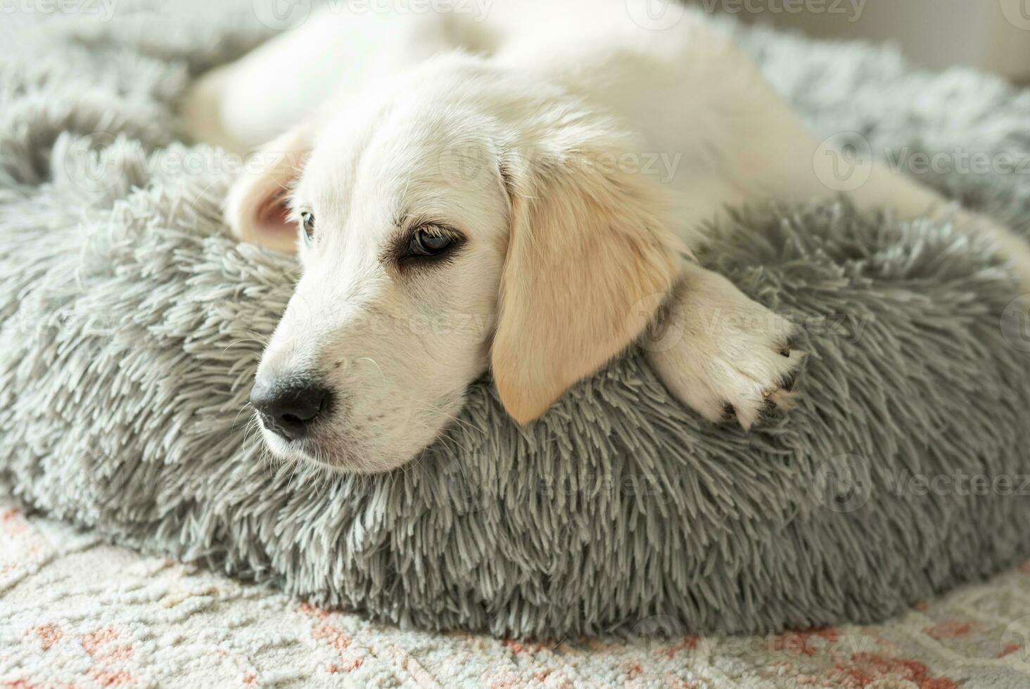 uma cachorro do uma dourado retriever é em repouso dentro uma cachorro cama. foto