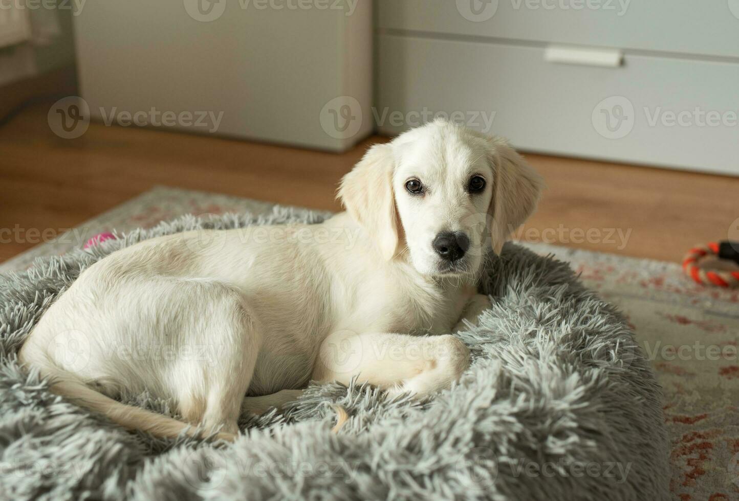 uma cachorro do uma dourado retriever é em repouso dentro uma cachorro cama. foto