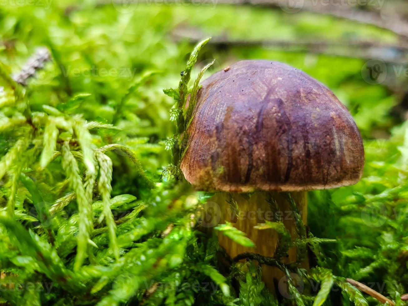 cogumelos no chão de uma floresta foto