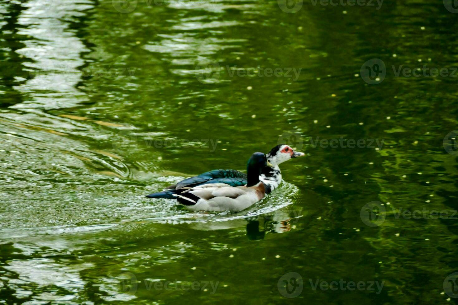 pato na lagoa foto