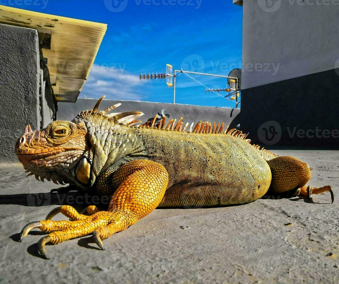 iguana aquecendo dentro a Sol foto