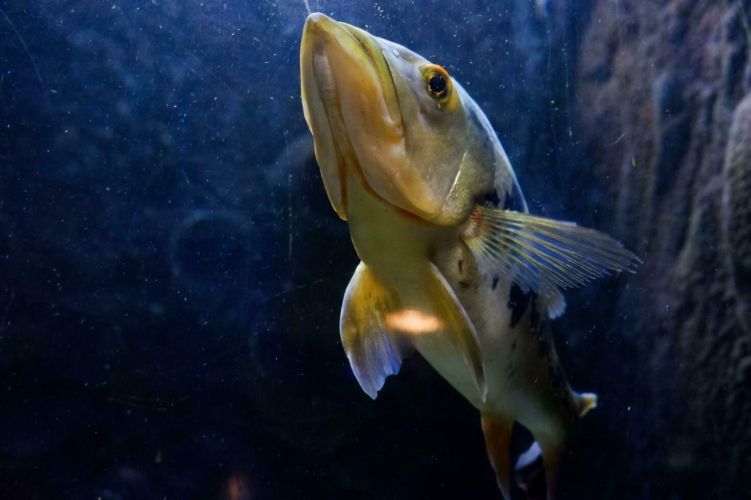 seletivo foco do africano peixe pulmonado natação dentro a oceano. ótimo para educando crianças sobre marinho animais. foto