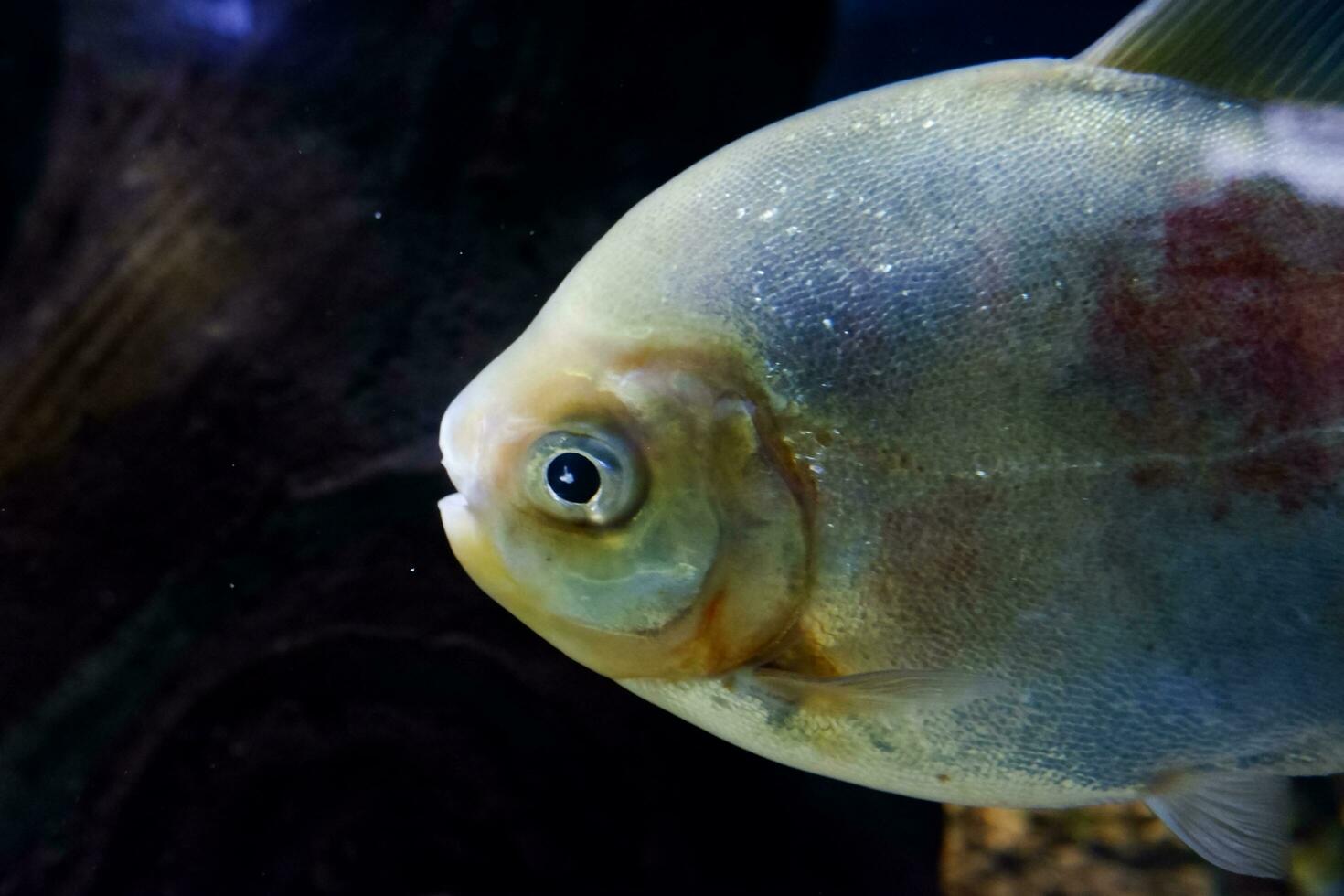 seletivo foco do pomfret natação dentro uma profundo aquário. foto